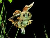 Фотография Артуа Стеллы