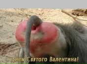 Семен Калашников фотография #5 (источник - https://vk.com/id8649265)