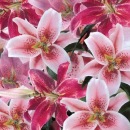 Наталія Кушнір фотография #3 (источник - https://vk.com/id93749627)