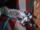 Ілюшка Губін фотография #3 (источник - https://vk.com/id141687549)