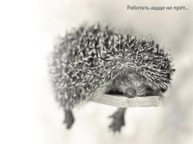 Антон Ладыгин фотография #12