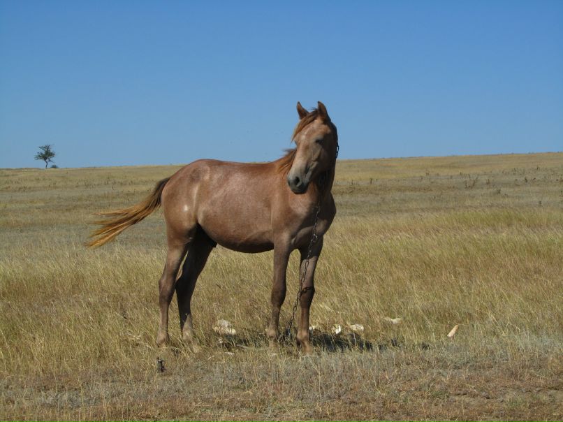 Игорь Параскива фотография #11