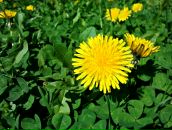 Виктор Крумер фотография #28 (источник - https://vk.com/id3287951)