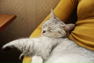 Фотография Головановой Елены