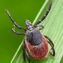 Фотография Берелехиса Ильи