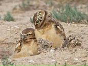 Фотография Ахмадулина Рената