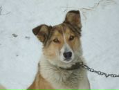 Світлана Побережна фотография #44 (источник - https://vk.com/id56759190)