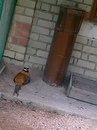 Христя Підгурська фотография #23 (источник - https://vk.com/id162301826)