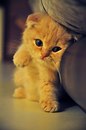 Анатолій Шиман фотография #7 (источник - https://vk.com/id13073171)