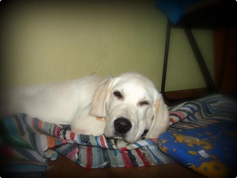 Клайд Собакин фотография #45