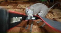 Фотография Антоновой Софии