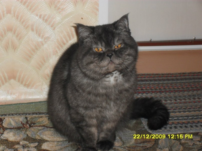 Сергей Адов фотография #9