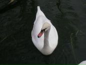 Лия Макарова фотография #20 (источник - https://vk.com/id3522736)