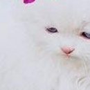 Вєталь Серйозний фотография #38 (источник - https://vk.com/id136859700)