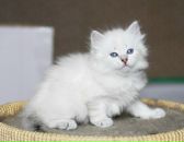 Мадэмуазель Нэс фотография #49 (источник - https://vk.com/id216308)