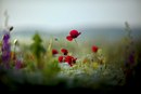 Selami Torun фотография #16 (источник - https://vk.com/id166598722)