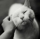 Олексій Паньков фотография #12 (источник - https://vk.com/id140159267)