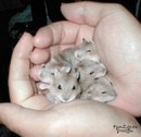 Діана Береза фотография #40 (источник - https://vk.com/id153738983)