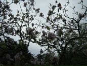 Юлія Парфеса фотография #46 (источник - https://vk.com/id6576639)