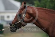 Drosselmeyer Favorite фотография #29 (источник - https://vk.com/id86315511)