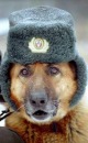 Фотография Рома Кривошея