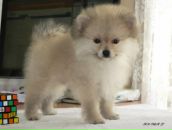 Фотография Тимохиной Аньки