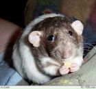 Фотография Мельникова Саши