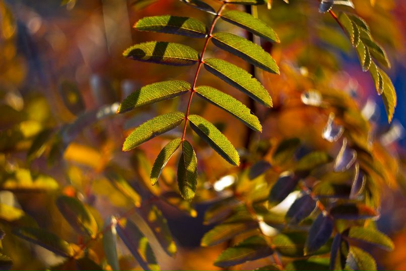 Антон Девяткин фотография #36