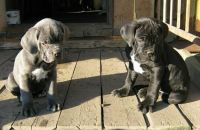 Анна Романцова фотография #45 (источник - https://vk.com/id2363299)