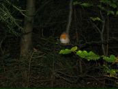 Оксана Січкар фотография #10 (источник - https://vk.com/id94863128)