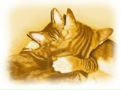 Фотография Башарова Динара