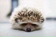 Фотография Дятловой Екатерины