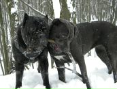 Наталія Петрова фотография #50 (источник - https://vk.com/id8906209)