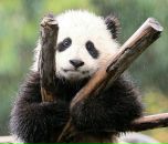 Фотография Кочергиной Полины