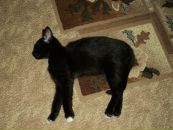 Фотография Корольковой Елены