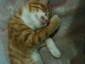 Fırat FIRAT фотография #24 (источник - https://vk.com/id22875274)