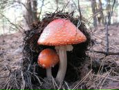 Фотография Журавлёвой Ирины