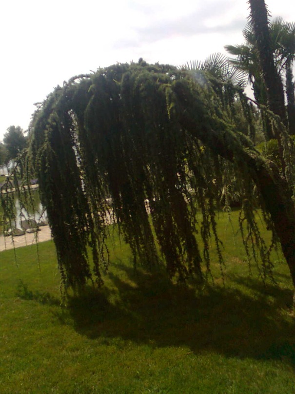 Инна Бреус фотография #48