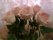 Фотография Колокневой Наталии