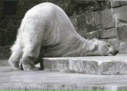 Фотография Туркиной Ирины