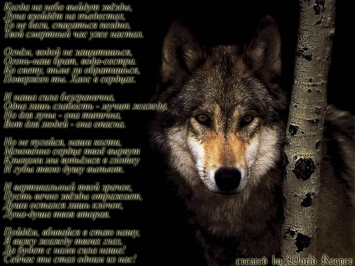 Денис Локо фотография #44