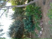 Олена Дівченко фотография #30 (источник - https://vk.com/id6475327)